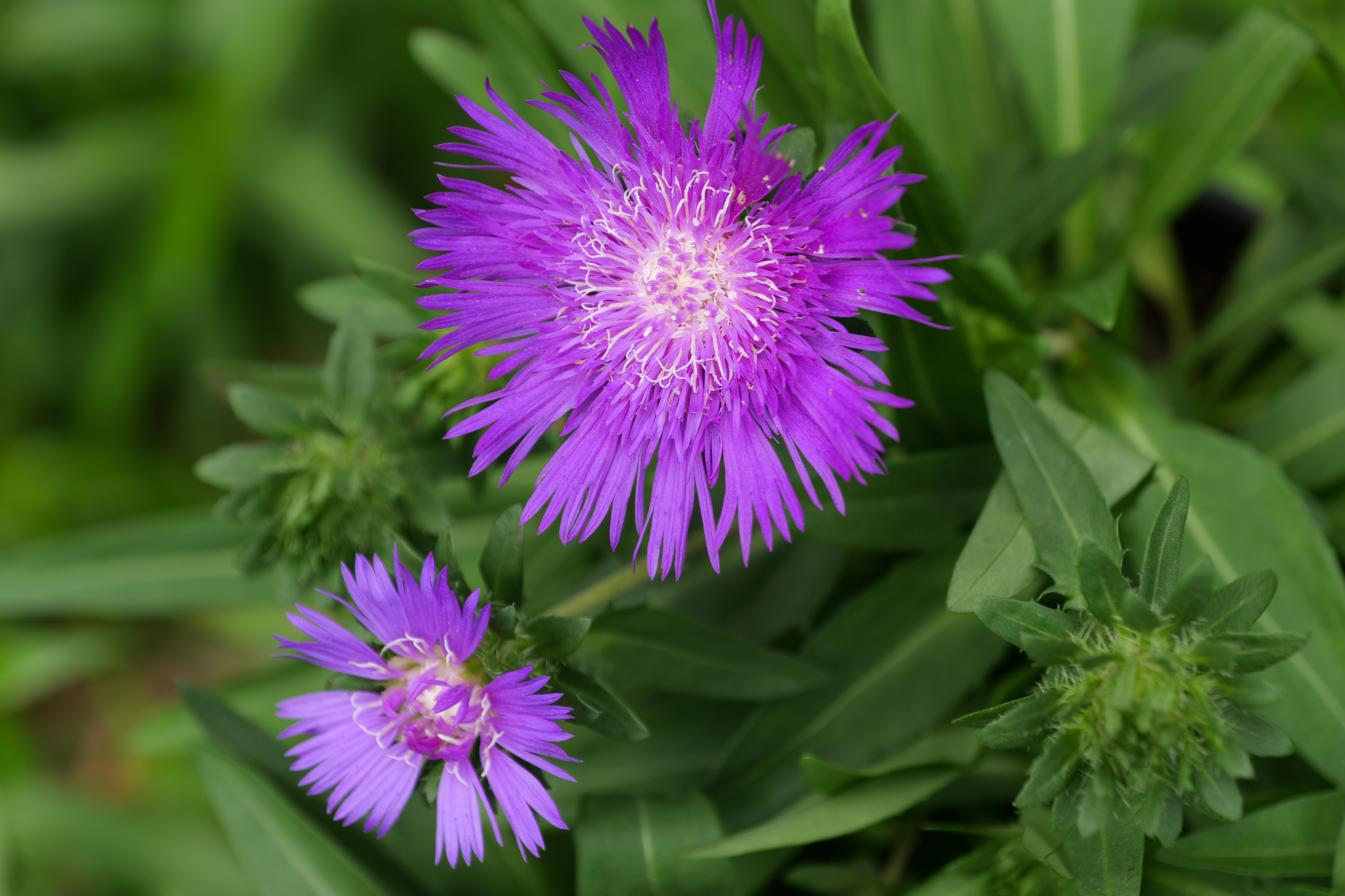 Easy-care stokesia delights gardeners, pollinators all summer long with colorful blooms
